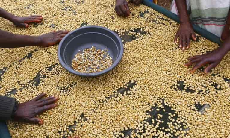 Μετά το κακάο «στερεύει» ο καφές: Σε υψηλό 16ετίας η τιμή του – Ανησυχία για το αγαπημένο ρόφημα