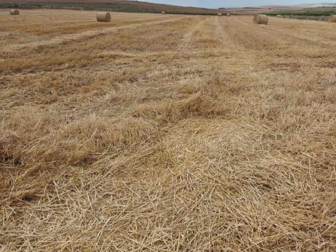 alonia 20241160x870 Καυσωνας στη θεσσαλία