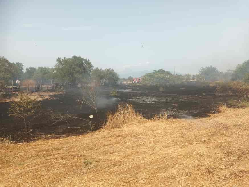 fotia ampelonas 2024