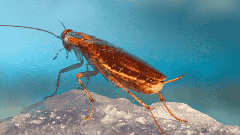 ιπταμενες κατσαριδες