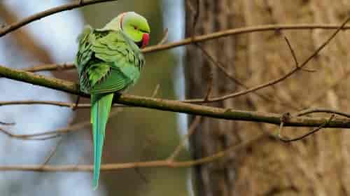 πρασινος παπαγαλος