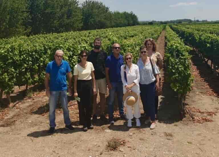 Ακαρπία στους αμπελώνες του Τυρνάβου