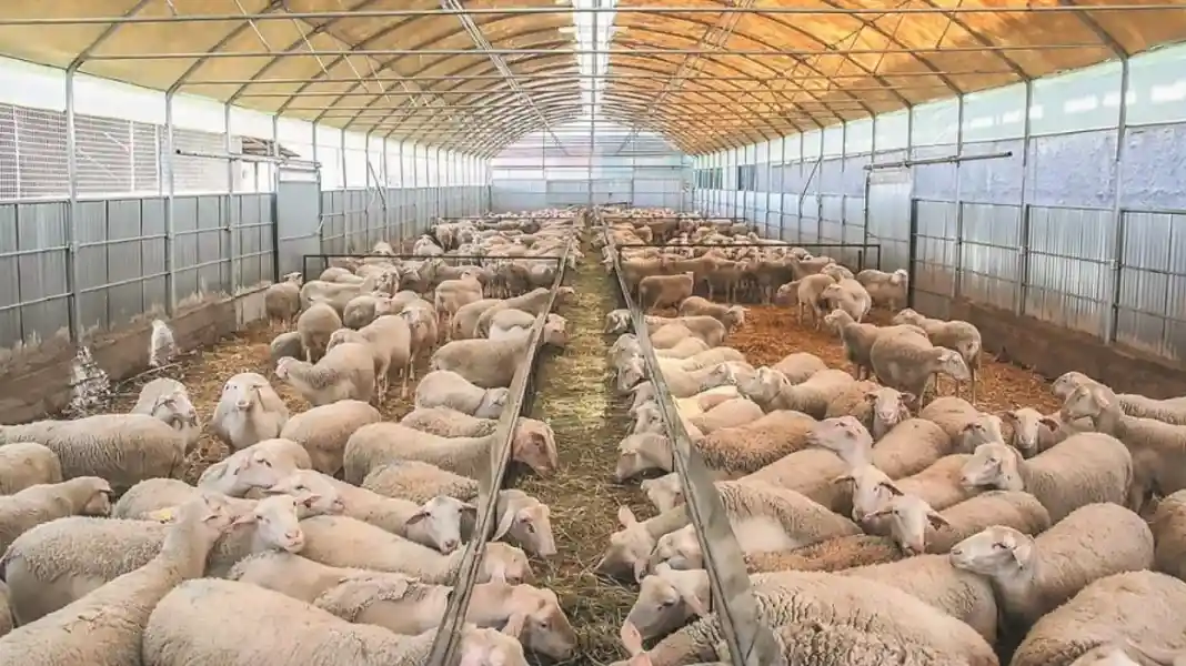 Εμφάνιση κρούσματος Πανώλους των Μικρών Μηρυκαστικών στην Π.Ε. Καρδίτσας