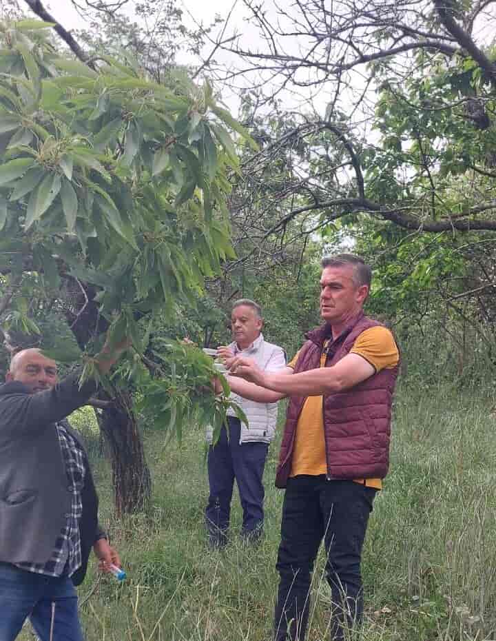 dao Συμβουλές της ΔΑΟ ΠΕ Λάρισας για την έντονη παραμόρφωση των ροδακίνων