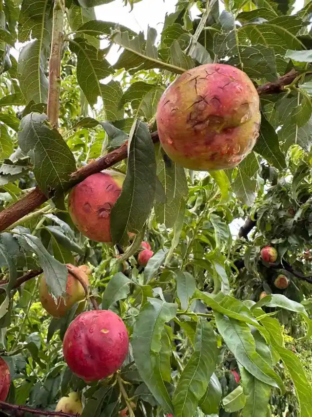 Διευκρινήσεις για τις ενισχύσεις de minimis των μηλοπαραγωγών της Π.Ε. Λάρισας ζητά ο Κόκκαλης