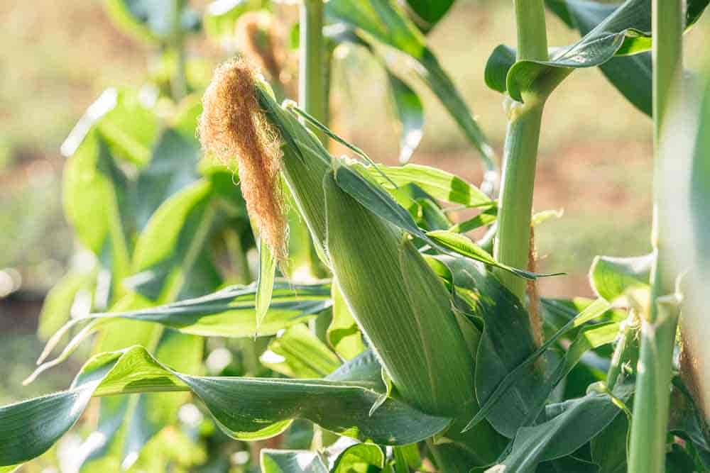 mistikakipou-pote-kovoume-ta-kalampokia Νέες καλλιέργειες φιλικότερες στο περιβάλλον μπορούν να αντικαταστήσουν το καλαμπόκι