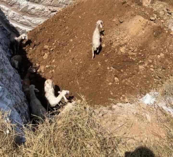 Κρούσματα Πανώλης: Σοβαρές καταγγελίες στο thelarissapaper.gr από τον πρόεδρο του Α.Κ.Κ.Ε.Λ. Βάκη Τσιομπανίδη (ΦΩΤΟ)