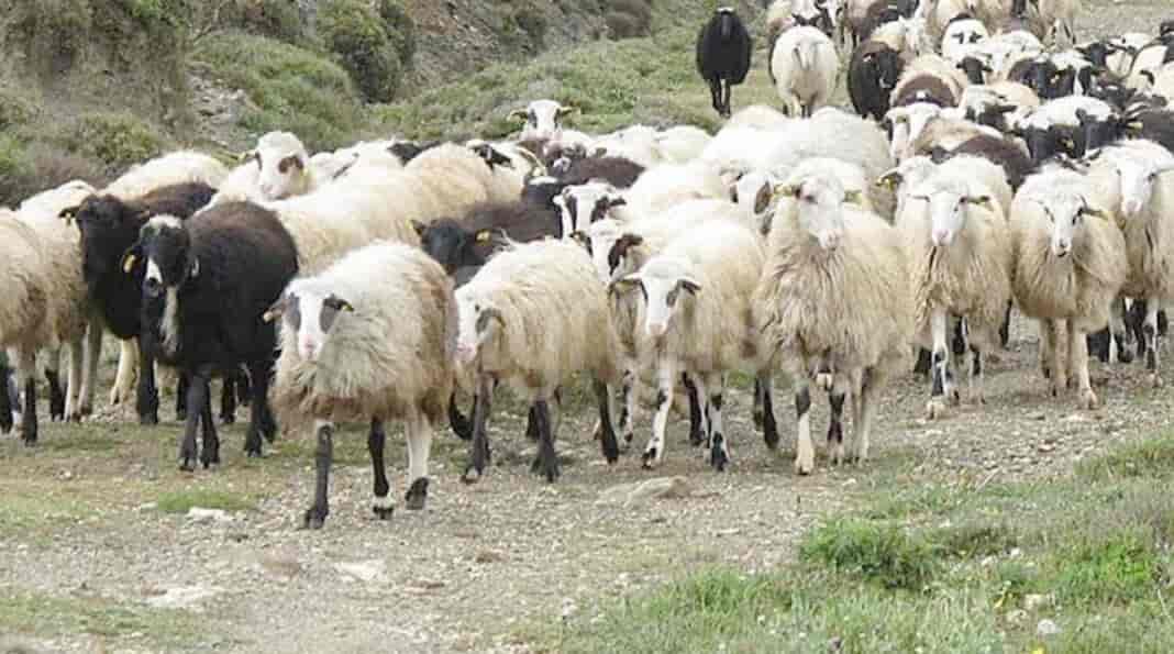 Χρ. Κέλλας για πανώλη των αιγοπροβάτων: Τη Δευτέρα επιπλέον 100 κτηνίατροι στην περιφέρεια της Λάρισας