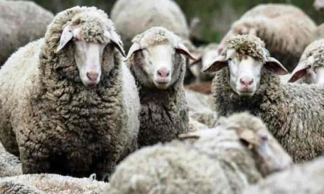 νεκρά πρόβατα από ευλογιά που πέταξαν σε χείμαρρο