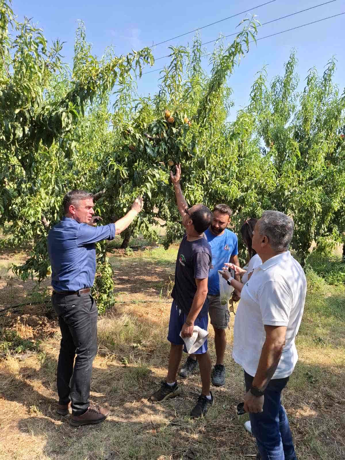 Πρωτοβουλίες της Περιφέρειας για το φαινόμενο της παραμόρφωσης σε καρπούς ροδάκινων