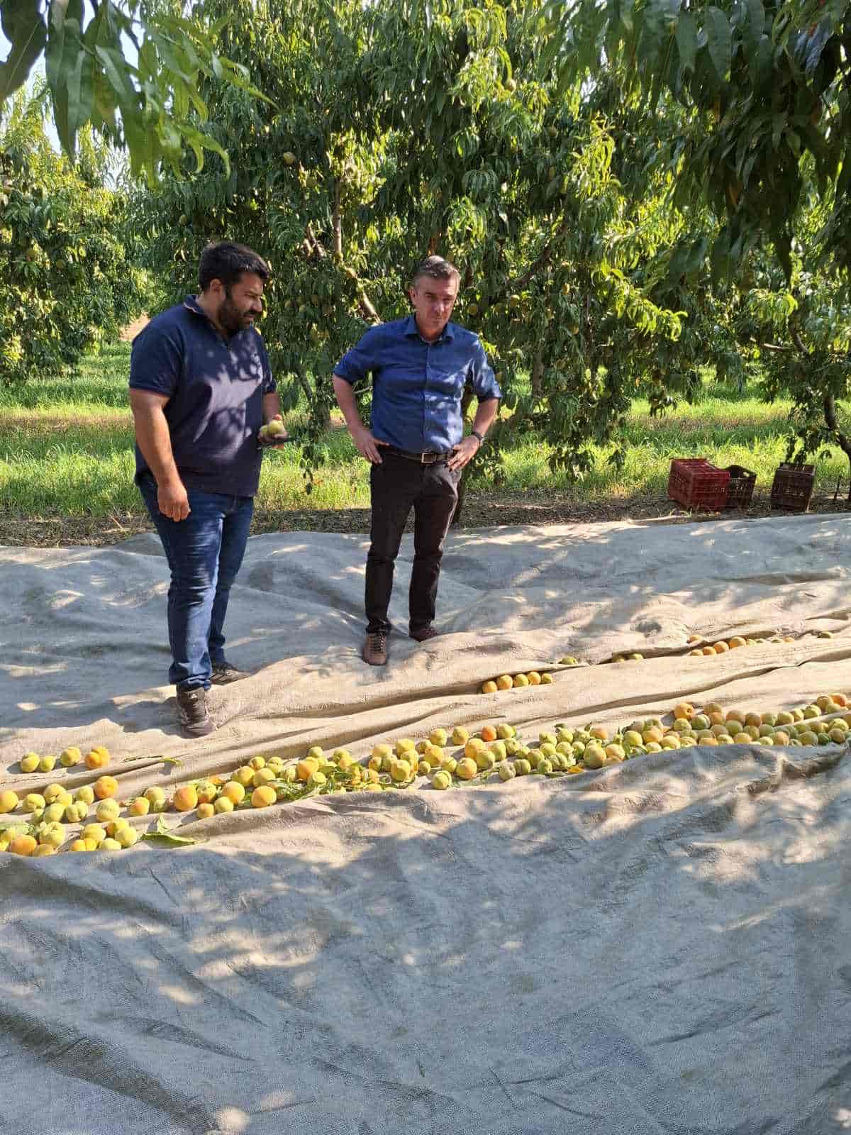 Πρωτοβουλίες της Περιφέρειας για το φαινόμενο της παραμόρφωσης σε καρπούς ροδάκινων