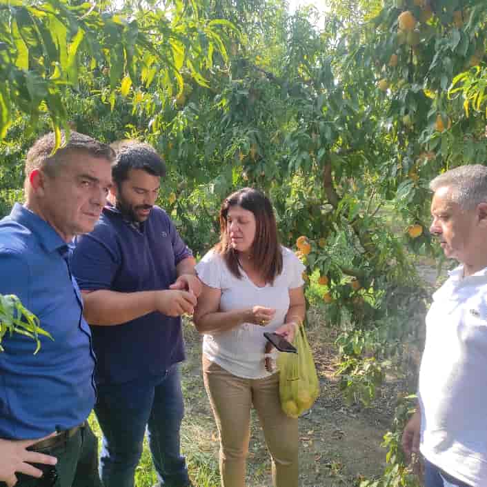 Πρωτοβουλίες της Περιφέρειας για το φαινόμενο της παραμόρφωσης σε καρπούς ροδάκινων