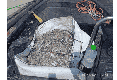 Βόλος: Τις τελευταίες δύο μέρες συγκεντρώθηκαν 160 τόνοι νεκρών ψαριών