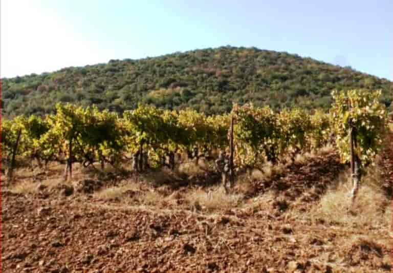 Κόκκαλης σε Τσιάρα: Θα αποζημιωθούν από τον περονόσπορο οι αμπελώνες στον Τύρναβο;