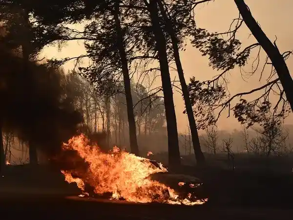 τα δάση της αττικης δεν θα ξανααναγεννηθούν