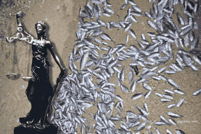 Εισαγγελική παρέμβαση για τα χιλιάδες νεκρά ψάρια στον Παγασητικό