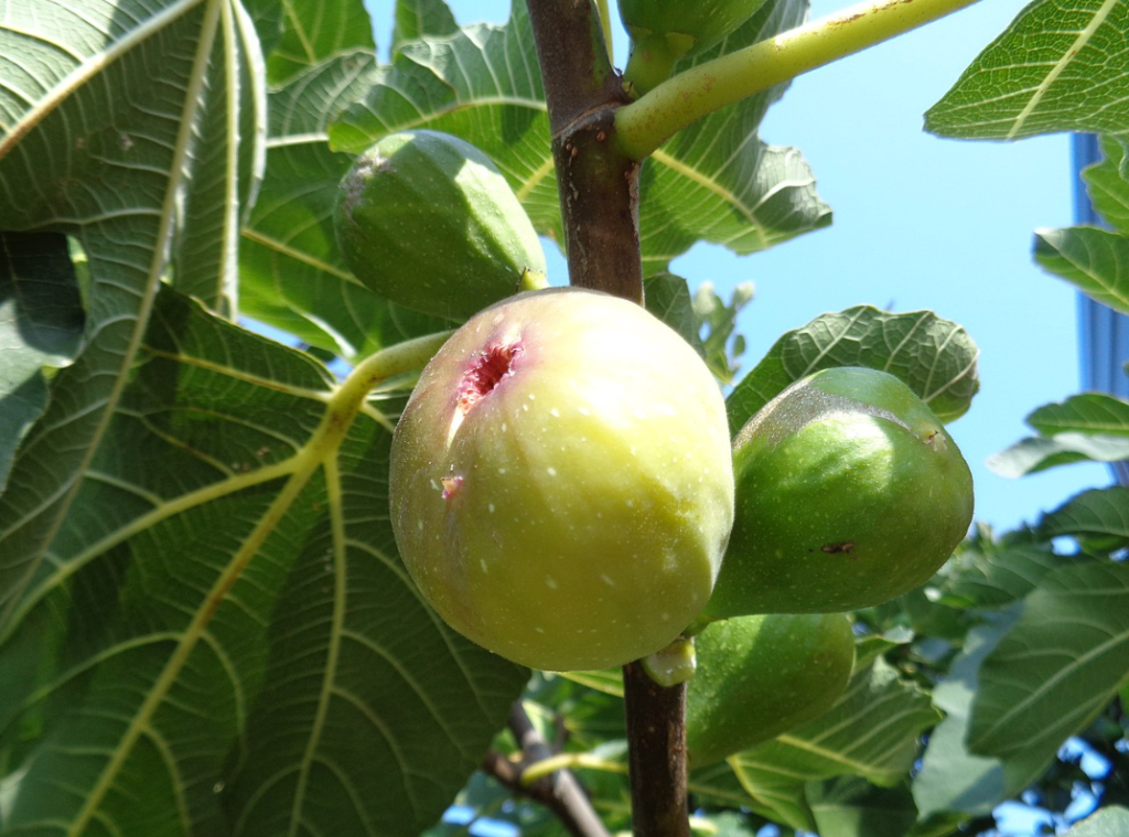 syko αυγουστος μηνας