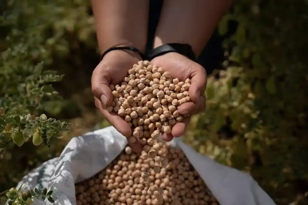 παράγονται στα Φάρσαλα