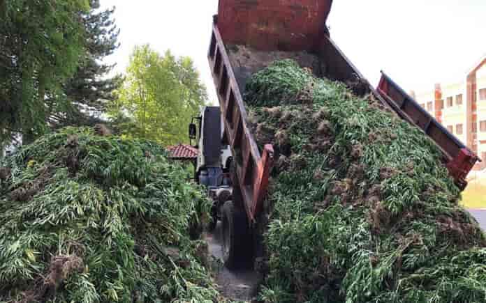 Χασισοφυτεια