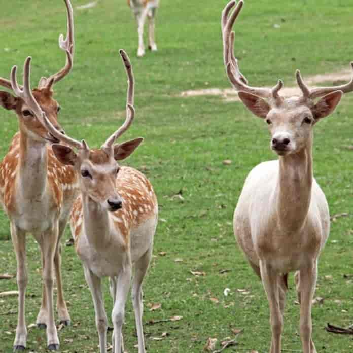 elafia Τα μυστικά που αποκαλύπτουν τα… κέρατα των ελαφιών