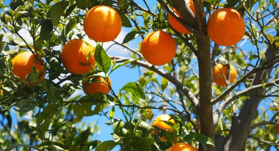 esperidoeidi-2 Εσπεριδοειδή