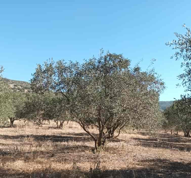 Λάρισα: Σε μάστιγα έχουν εξελιχθεί οι κλοπές καρπού από τα ελαιόδεντρα