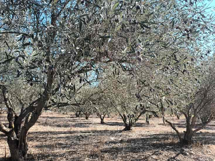 Λάρισα: Σε μάστιγα έχουν εξελιχθεί οι κλοπές καρπού από τα ελαιόδεντρα