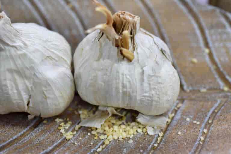 Πλατυκάμπο σκορδο