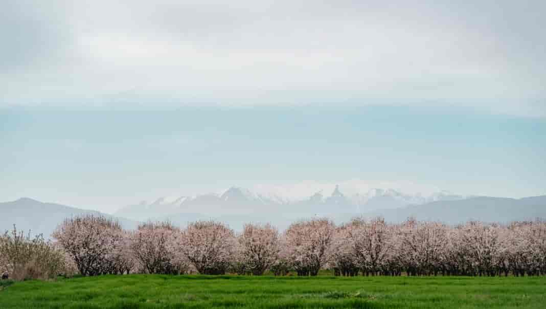 DSC08453 amygdalia Οι «Δρόμοι των Ανθισμένων Αμυγδαλιών» στο Συκούριο ανέδειξαν τη φυσική ομορφιά και τη στήριξη της τοπικής καλλιέργειας