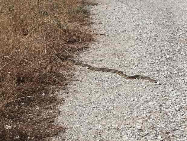 fidi thelarissapaer.gr_20250624_110151_copy_795x596 Φιδι