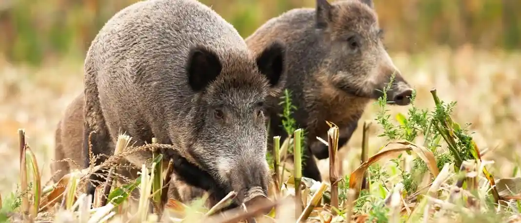 Λάρισα: Επιδρομές αγριογούρουνων σε καλαμπόκια στο Δέλτα Πηνειού