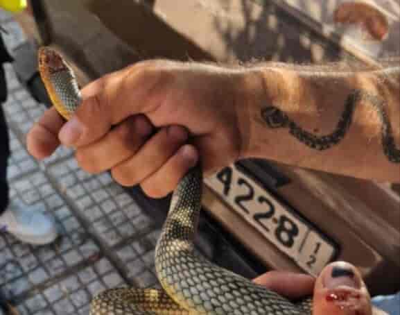 φίδι στο κέντρο της Καλαμαριάς