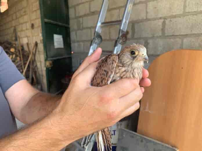 Νεαρό κιρκινέζι προς επανένταξη σε αποθήκη του Στεφανοβικείου