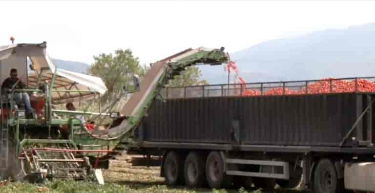 1-ntomata-768x395 Ξεκίνησε η συγκομιδή της βιομηχανικής ντομάτας στη Λάρισα