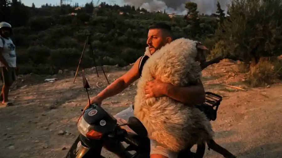 Αχαΐα: Δραματική διάσωση ζώου μέσα στο χάος της φωτιάς