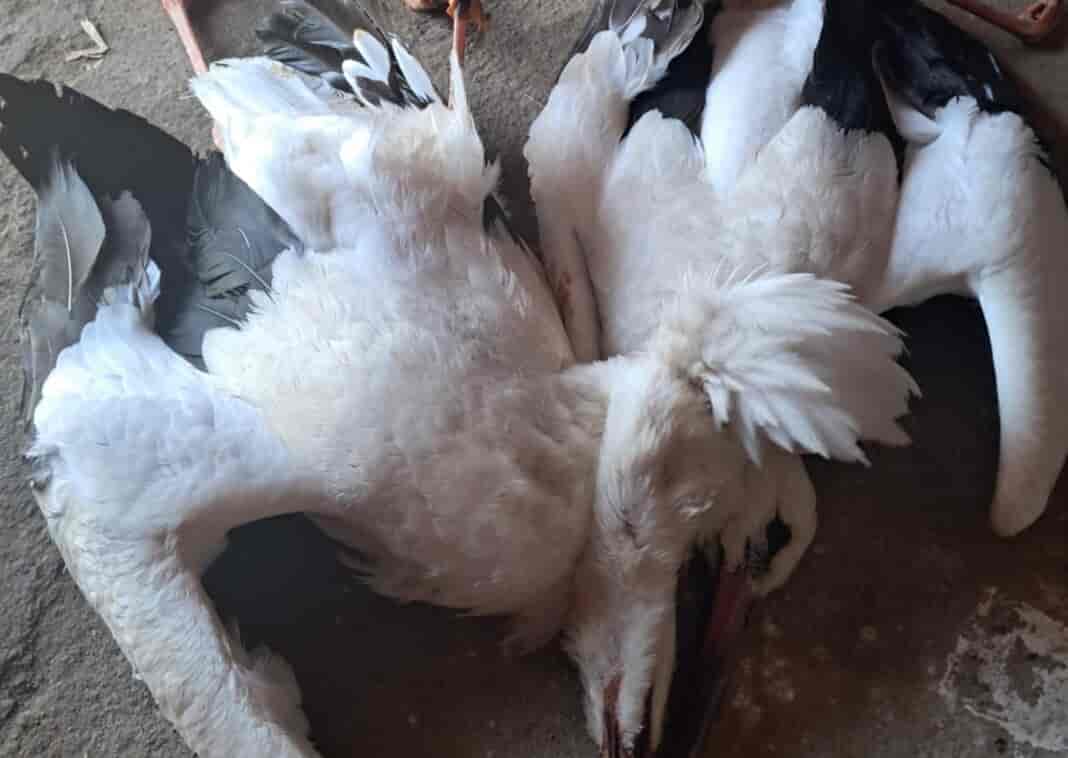 Νεκρό ζευγάρι πελαργών από ηλεκτροπληξίαapo-ilektroplixia/