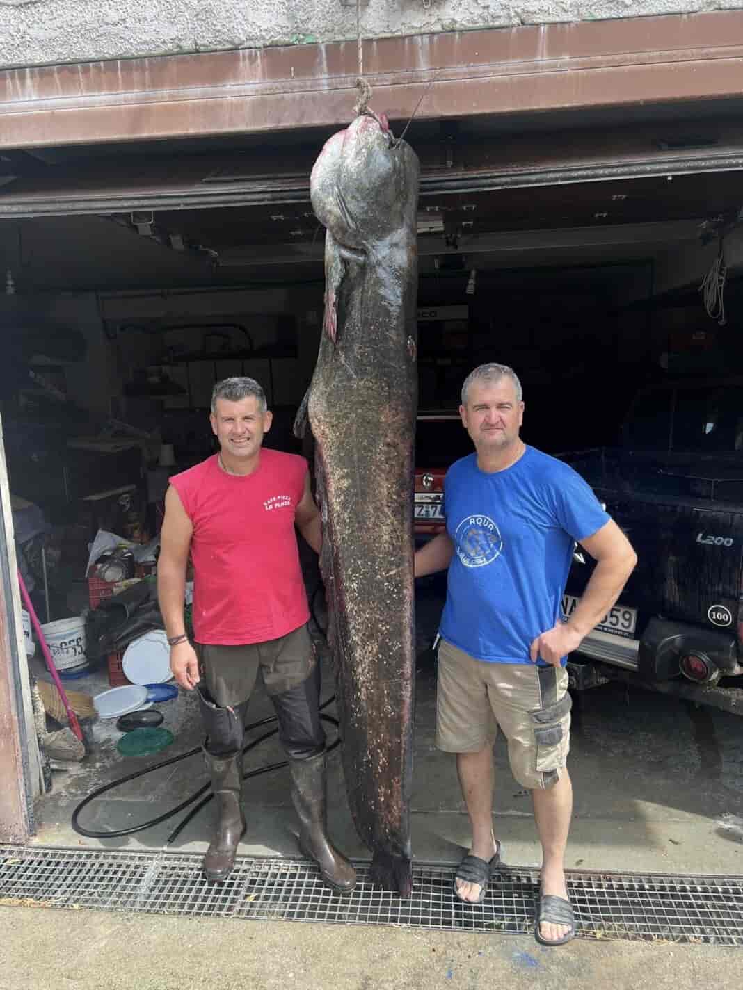 Γουλιανός μήκους 2,7 μέτρων στα δίχτυα ψαράδων στη λίμνη Πολυφύτου