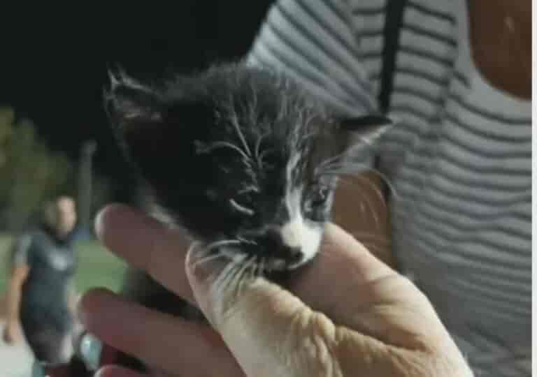 Έκκληση για τα πυρόπληκτα ζώα