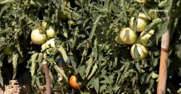 ntomates kissavou ert