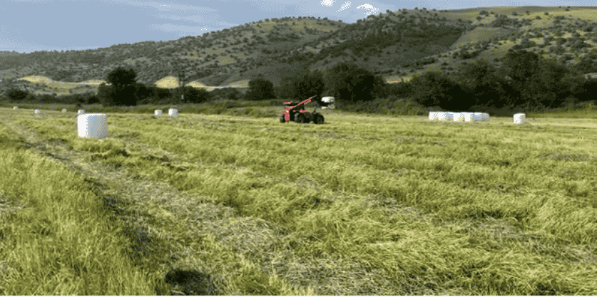 ζωοτροφών σε κτηνοτρόφους, λόγω των υγειονομικών μέτρων που έχουν επιβληθεί στις ζώνες ελέγχου της ευλογιάς