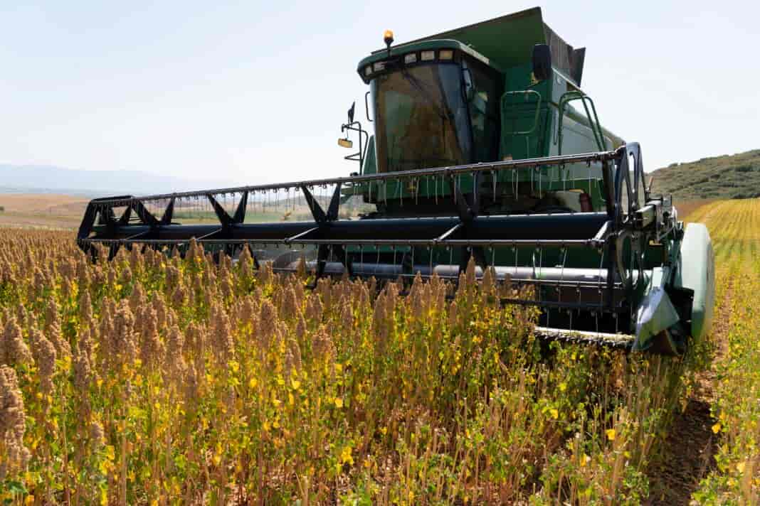 Σταθερές οι παραγωγές της Κινόας στη Θεσσαλία