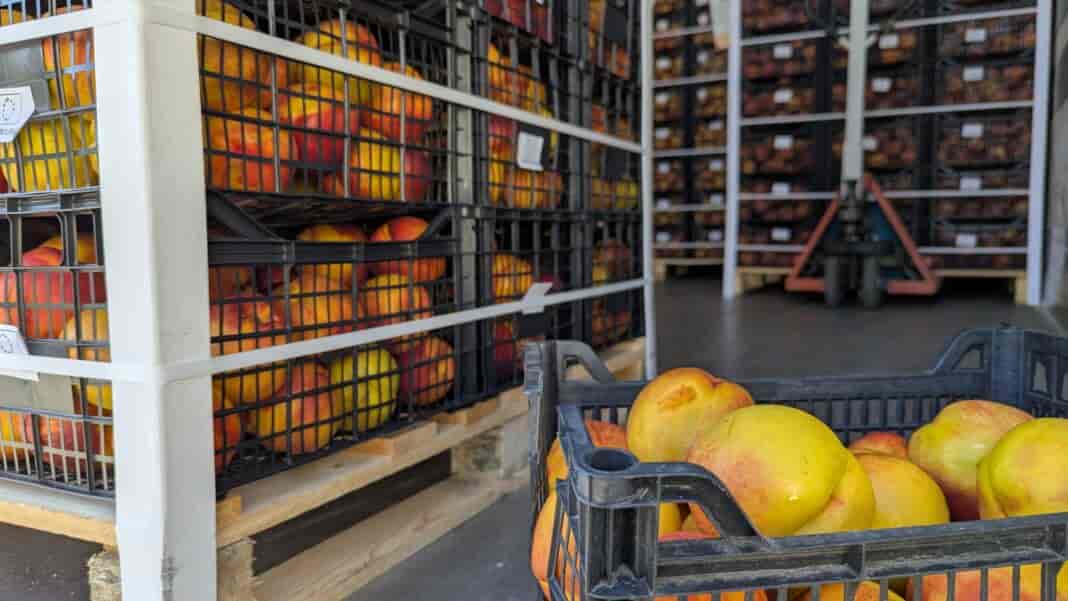 Koinoniko Pantopoleio, Frouta, Poluteknoi (5)