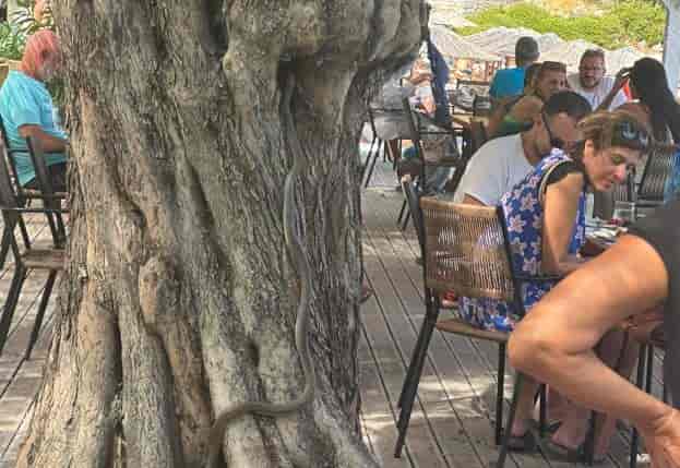 dentrogalia Δίμετρο φίδι “έπινε καφέ” με θαμώνες Beach Bar στην Αλόννησο