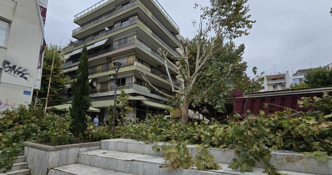 Δήμος Λαρισαίων: «Αδιαπραγμάτευτη αρχή η προστασία και διαφύλαξη του πρασίνου στην πόλη» - Η Δημοτική Αρχή για τις ζημιές σε δέντρο στην πλατεία Ταχυδρομείου