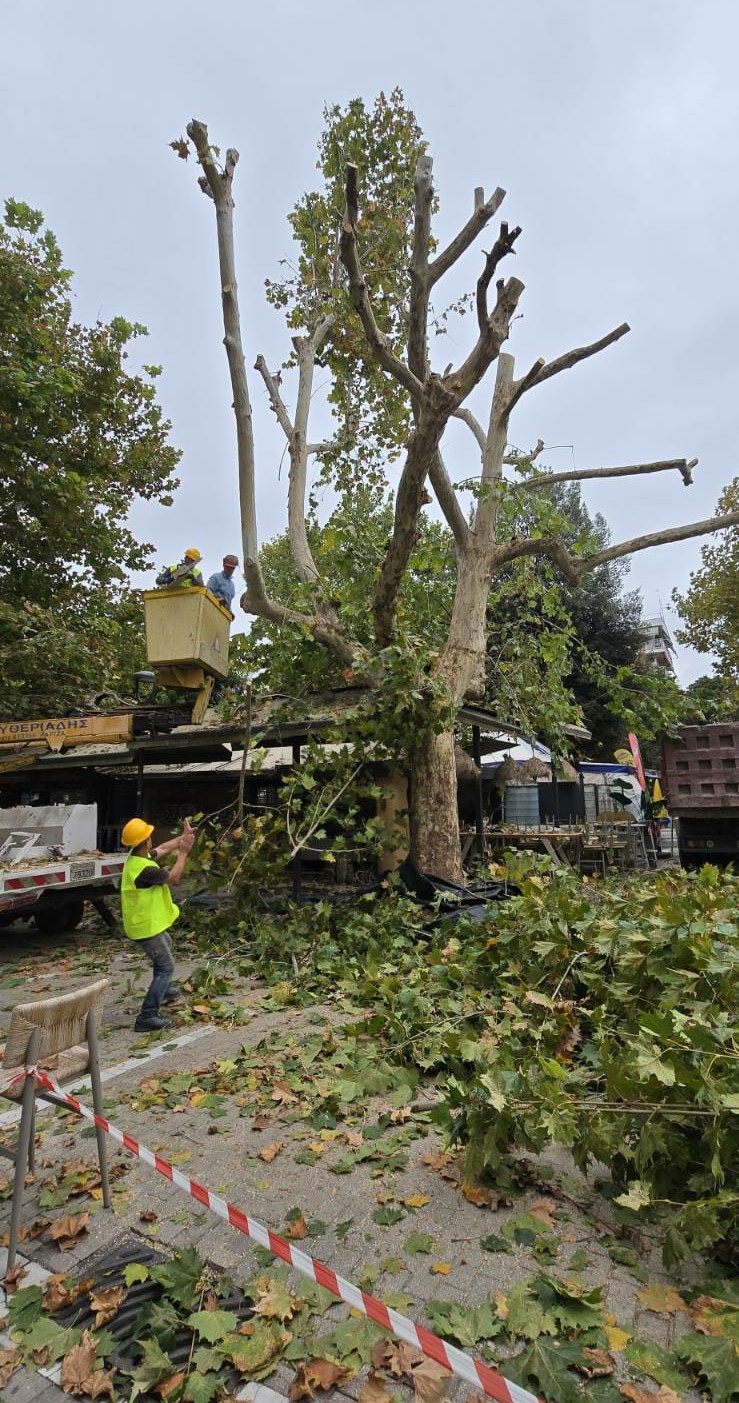 Δήμος Λαρισαίων: «Αδιαπραγμάτευτη αρχή η προστασία και διαφύλαξη του πρασίνου στην πόλη» - Η Δημοτική Αρχή για τις ζημιές σε δέντρο στην πλατεία Ταχυδρομείου Άμεση είναι η αντίδραση της Δημοτικής Αρχής με αφορμή τις ζημιές που προκλήθηκαν σε δέντρο στην πλατεία Ταχυδρομείου, εξαιτίας αυθαίρετων εργασιών ιδιώτη-επιχειρηματία. Όπως υπογραμμίζεται χαρακτηριστικά: Η προστασία, διαφύλαξη και ενίσχυση του αστικού πρασίνου, ιδιαίτερα των δέντρων, στην πόλη αποτελεί για μας αδιαπραγμάτευτη αρχή. Πριν από μερικές ημέρες, ιδιώτης-επιχειρηματίας του χώρου της εστίασης, προχώρησε σε αυθαίρετες εργασίες, παρά το γεγονός ότι από τις αρμόδιες Διευθύνσεις Τεχνικών Υπηρεσιών και Πρασίνου, τού είχε υποδειχθεί ακριβώς ποιες εργασίες μπορεί να κάνει και ποιες όχι. Σε αυτοψία που έγινε, διαπιστώθηκε ότι παράτυπα και αυθαίρετα, ο ιδιώτης έκοψε σημαντικό τμήμα της ρίζας δέντρου, με αποτέλεσμα να κινδυνεύει και η σταθερότητα, αλλά και η βιωσιμότητά του. Η παρέμβαση της Διεύθυνσης Πρασίνου ήταν άμεση, προκειμένου να γίνουν όλες οι απαραίτητες εργασίες και ενέργειες τόσο για να σταθεροποιηθεί, όσο και για να σωθεί το δέντρο, η πορεία και η εξέλιξη του οποίου βρίσκεται υπό συστηματική παρακολούθηση. Ξεκαθαρίζουμε σε όλους τους τόνους ότι η ανοχή σε φαινόμενα αυθαιρεσιών και ασυνειδησίας θα είναι μηδενική και είμαστε έτοιμοι να προχωρήσουμε στις προβλεπόμενες διοικητικές και νομικές ενέργειες για το συγκεκριμένο περιστατικό. Ο σεβασμός στον δημόσιο χώρο είναι αυτονόητη υποχρέωση όλων μας. Ιδιαίτερα σε ό,τι αφορά στους χώρους και τους πνεύμονες πρασίνου, “πυλώνες” για την ποιότητα ζωής, την υγεία και την ευημερία του κοινωνικού συνόλου, η αποφασιστικότητα για τη διαφύλαξη, προστασία και ανάπτυξή τους, για μας, δεν είναι απλώς υποχρέωση, είναι συνειδητή επιλογή. 