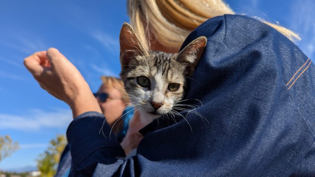Δράση στο Δημοτικό Καταφύγιο Αδέσποτων με αφορμή τη σημερινή Παγκόσμια Ημέρα Ζώων