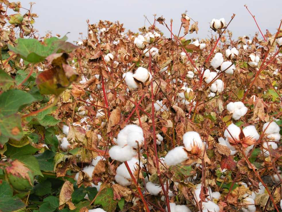 βαμβακολλιεγεια