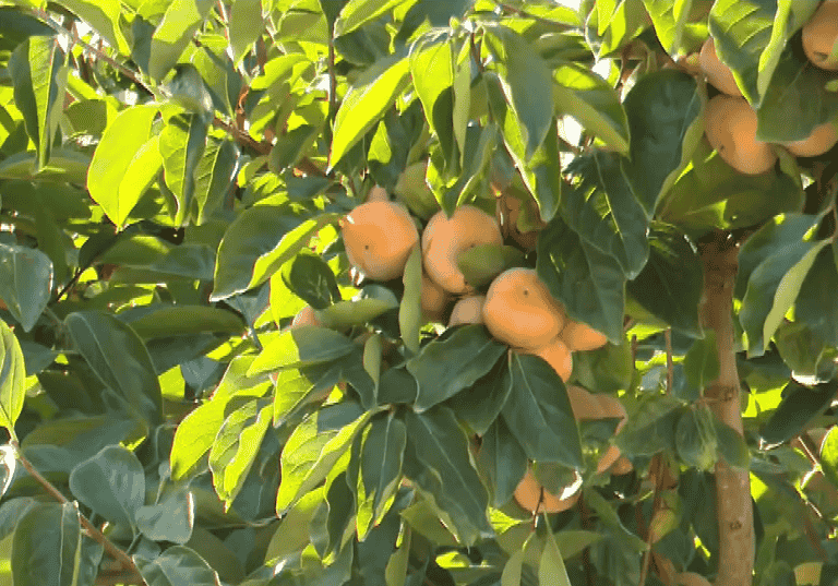 Η ιδιαίτερη ποικιλία του μηλολωτού που καλλιεργείται στο Αργυροπούλι Τυρνάβου