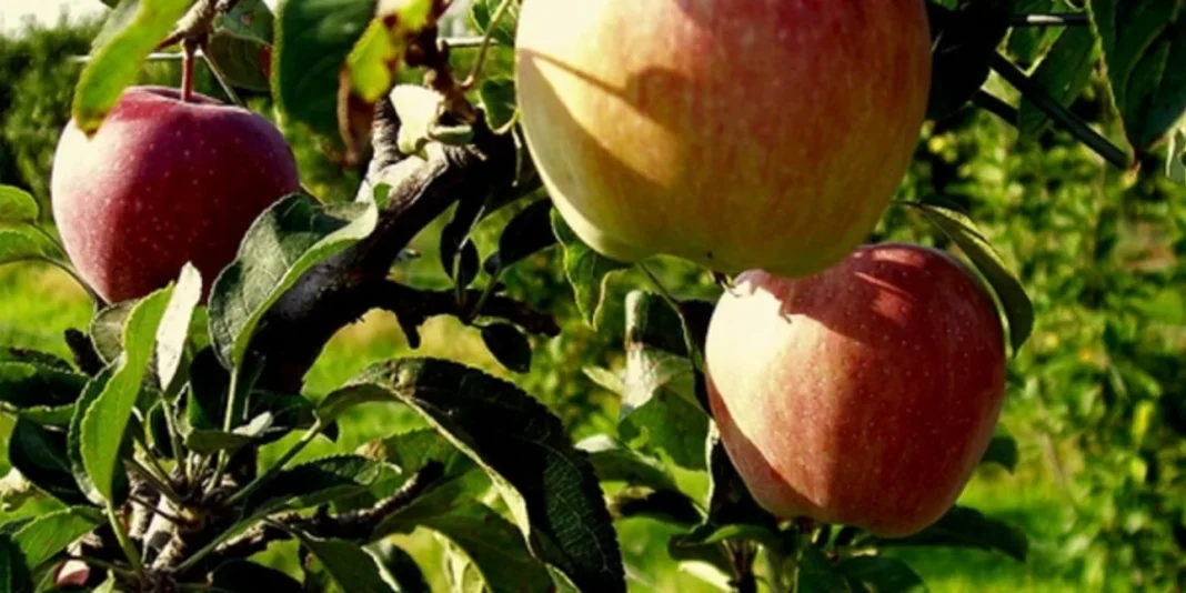 Μείωση 30% στην συγκομιδή μήλου στη Λάρισα