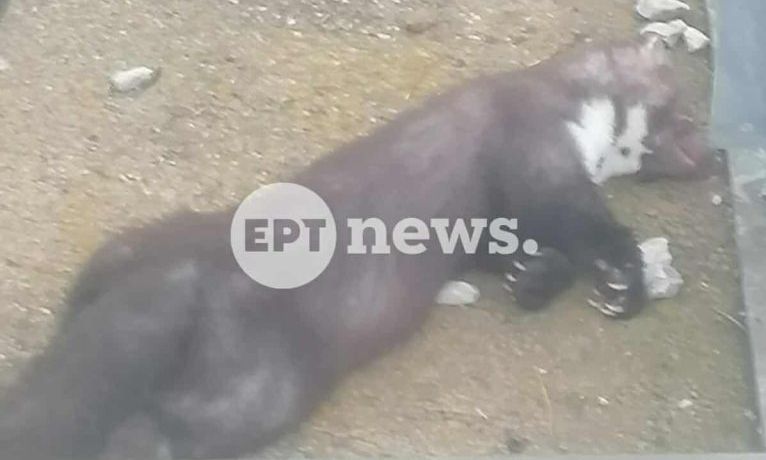 9a80600b-kounavi Κουνάβι μπήκε μέσα σε υποσταθμό και προκάλεσε γενικό blackout στη Καστοριά